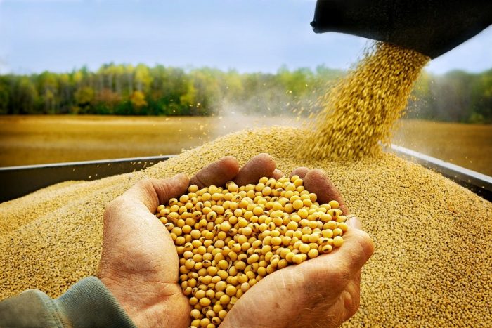 EU iskoristila pandemijsku zaslijepljenost i uvalila GMO soju na tanjur