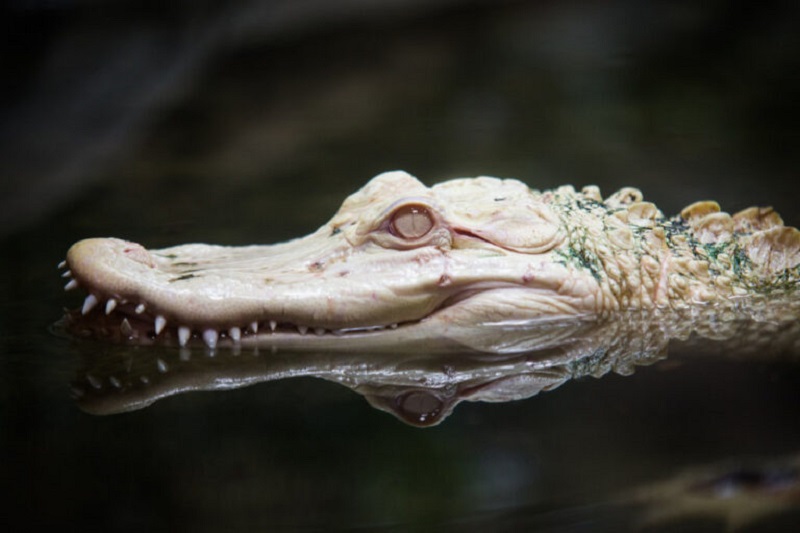 Albino aligatorske bebe izlegle su se u životinjskom parku na Floridi