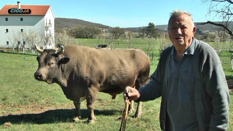 VIDEO REPORTAŽA: Najstariji bikađžija Tadija Đerek o svom rekorderu biku Benki