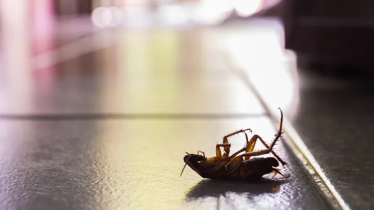 Evo zašto ovog ljeta ne biste trebali ubijati kukce u vašem domu