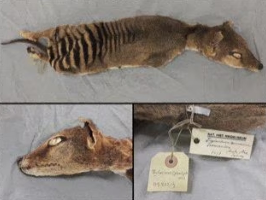 Vraćaju li se dinosauri? – Znanstvenici uspješno izvukli RNK iz izumrle vrste