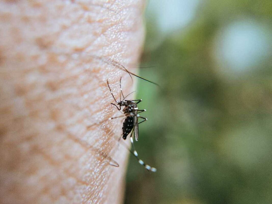 Nikako se ne možete riješiti napasnih komaraca? Imamo rješenje za vas