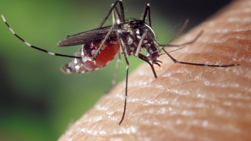 8 načina kako se zaštititi od komaraca