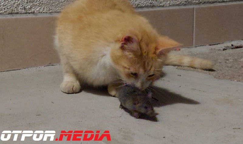 Ne želite miševe u kući? Bez brige, ako nemate mačku postoje biljke koje miševi ne vole u svojoj blizini!
