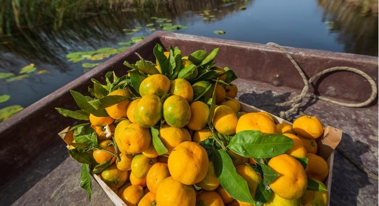Mi sve jedemo, samo šaljite! – Neretvanske mandarine prskane opasnim pesticidom završile u BiH