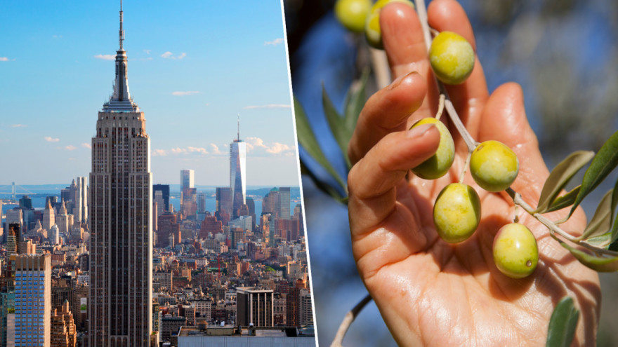 Hercegovačka maslinova ulja u New Yorku pokazala svoju kvalitetu i osvojila prestižne nagrade