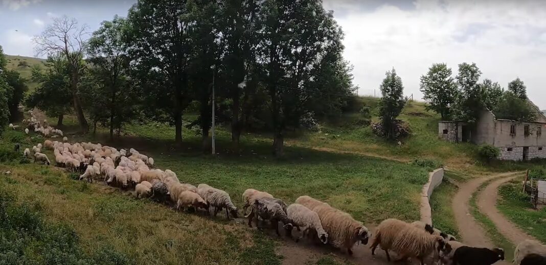 VIDEO Mještani ostavili cijelo selo u Kupresu Marijanu na korištenje