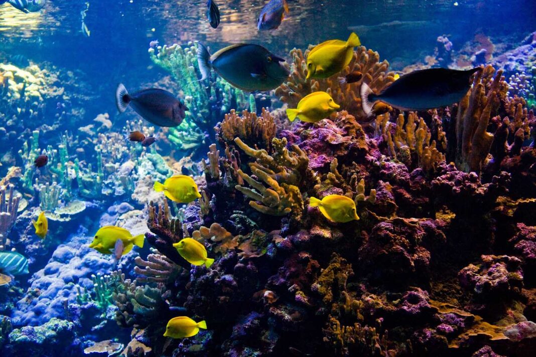 Na dnu oceana nalaze se ogromne rezerve šećera za koje se do sada nije znalo