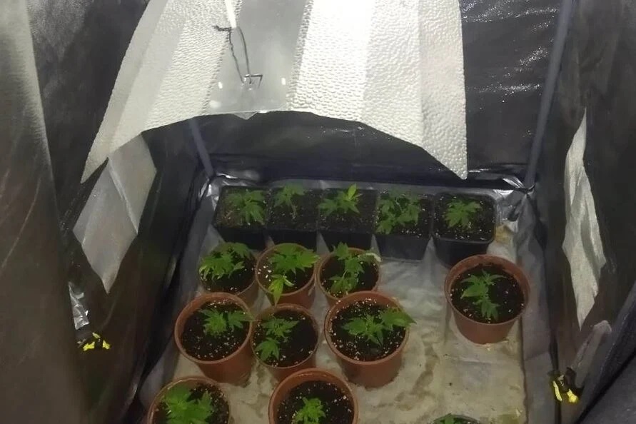 VIDEO U stanu pronađeno 7,7 kg marihuane i 131 stabljika