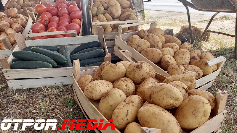Počeo izvoz krumpira iz Hercegovine – Kvaliteta ima svoju cijenu!