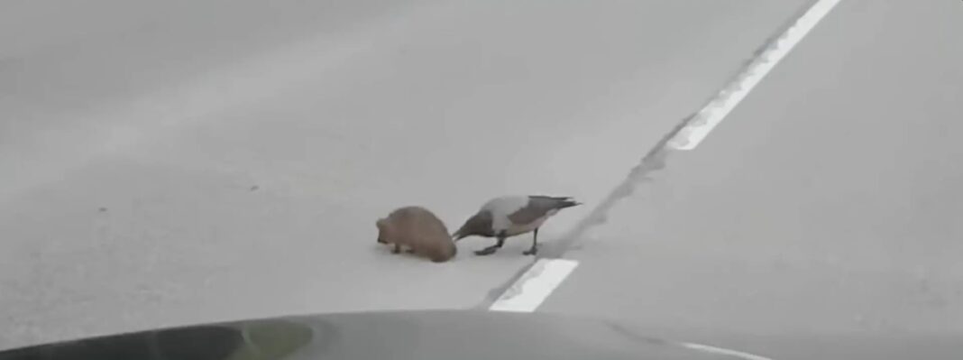 Pogledajte kako vrana ubrzava ježa da prijeđe cestu!