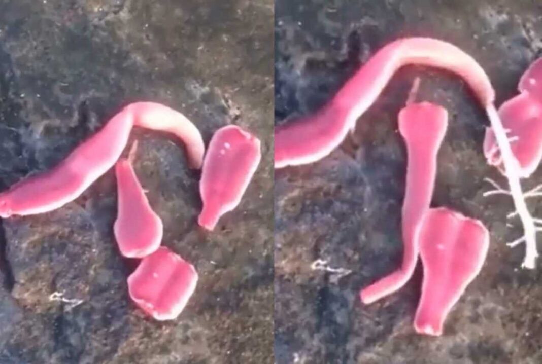 VIDEO: Snimljeno misteriozno čudnovato i zastrašujuće biće koje izgleda poput izvanzemaljca