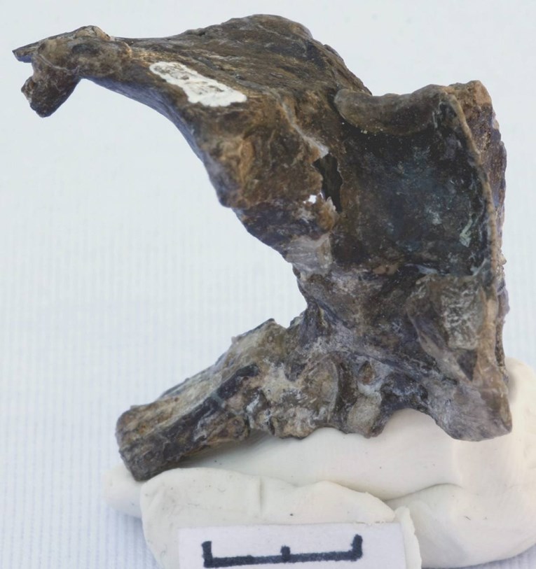 Otkriven fosil golemog dinosaura koji je lovio plijen iz zraka