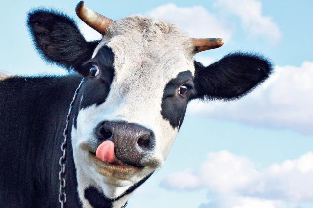 Općina Posušje izgleda nema sluha za mještane Osoja uz čije kuće se nalazi velika farma krava!