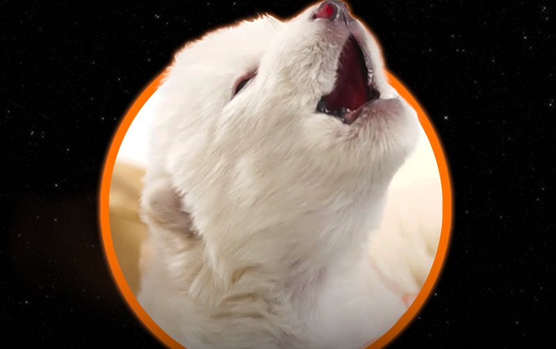 Oživili izumrlu životinju, ponovno kroči Zemljom nakon 13 tisuća godina