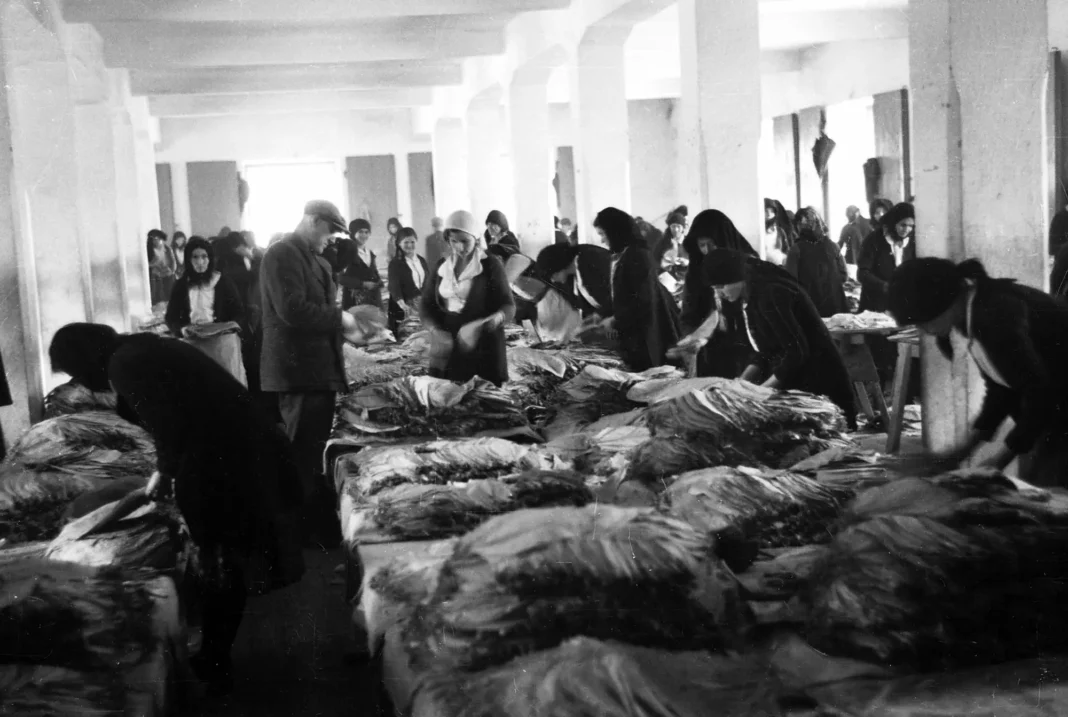 Odluka NDH iz 1942. donijela najveću sadnju duhana u Hercegovini